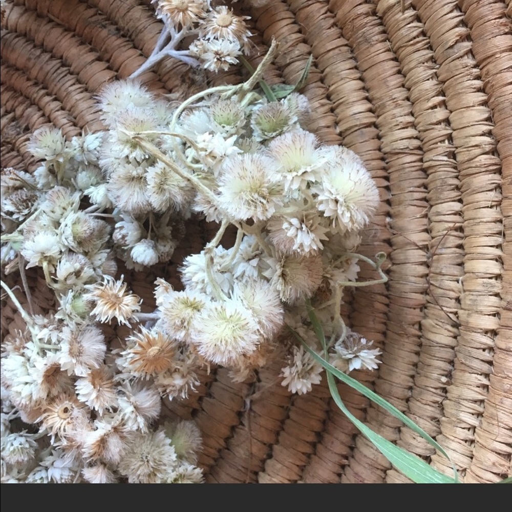 Pearly Everlasting: SEEDS